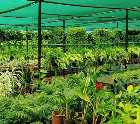 Nursery plants and seeds